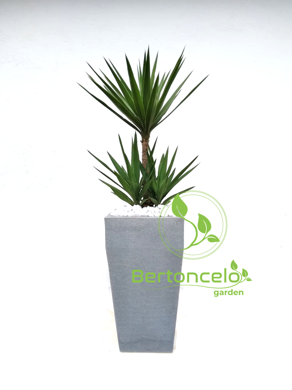 Yucca no vaso mod. Veneza 60x32 c/ Aba Alta em Polietileno