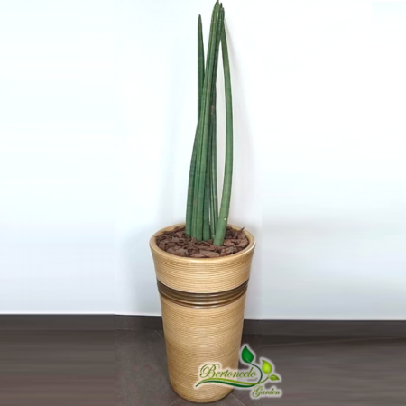 Yucca no vaso mod. Veneza 60×32 c/ Aba Alta em Polietileno