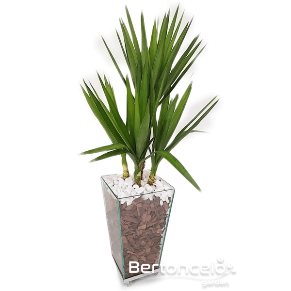 Yucca no vaso mod. Veneza 60×32 c/ Aba Alta em Polietileno