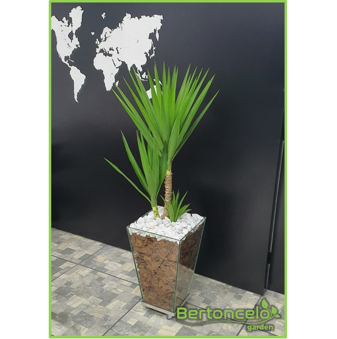 Yucca no vaso mod. Veneza 60×32 c/ Aba Alta em Polietileno – Bertoncelo  Garden