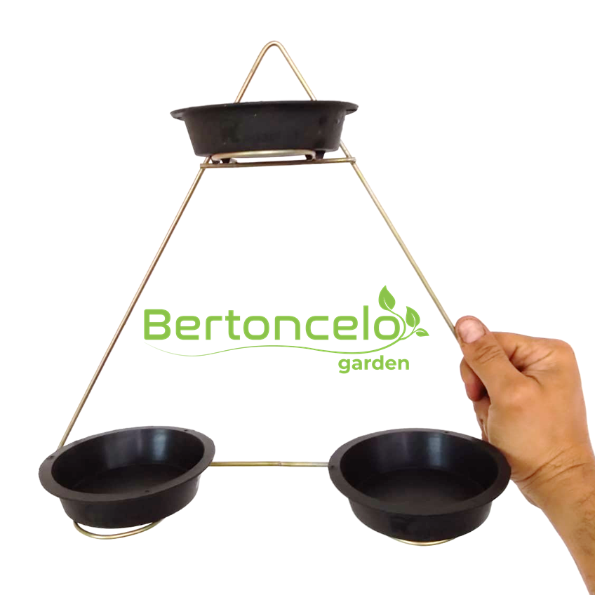 violeteiro-triangulo