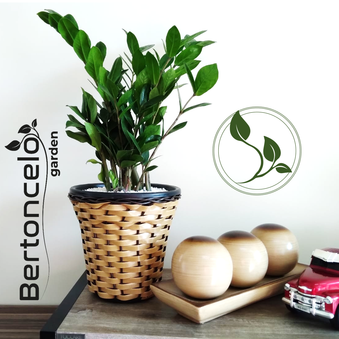 zamioculca-no-vaso-de-vime-capa